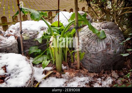 Zantedeschia aethiopica, giglio di Arum, bulbi protetti, rizomi, con sacchi a foglia per l'isolamento contro il gelo e la neve nel Regno Unito in climi più freddi Foto Stock