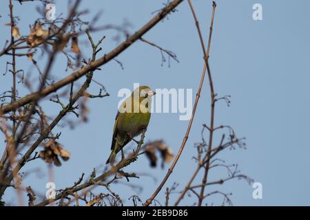 Il verdino europeo o semplicemente il verdino (Chloris chloris) è un piccolo uccello passerino della famiglia delle fringillidae. , una foto di intriposo Foto Stock