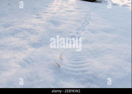 Grandi piume primarie di piccione di legno, Columba palumbus, ali lasciare l'angelo di neve traccia una storia dietro in partenza percorso di neve profonda Foto Stock