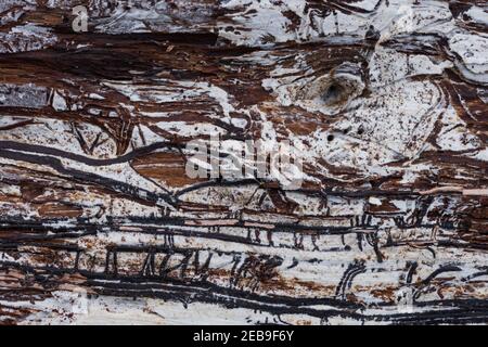 Rizomorfi di fungo di bootlace, Armillaria mellea, come tracce scure sotto la corteccia rimossa dal salice di capra morto che mostra hyphae di mycelium di crescita Foto Stock