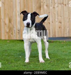 American XL bullo Foto Stock