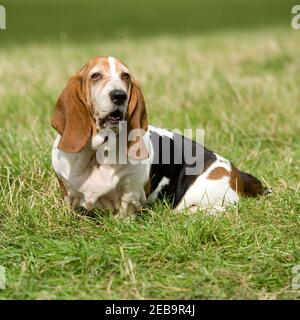 Basset Hound dog Foto Stock