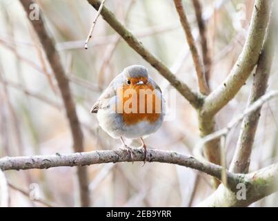 Robin UK Winter - Vista frontale di un rapino o di un rapino europeo, Erithacus rubbecula, in un albero, Suffolk UK Foto Stock