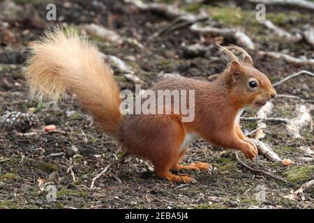 Red scoiattolo (Sciurus vulgaris) Foto Stock