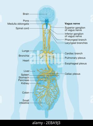 Illustrazione che mostra il cervello e il nervo vagus (Decimo nervo cranico o CN X) con organi umani Foto Stock