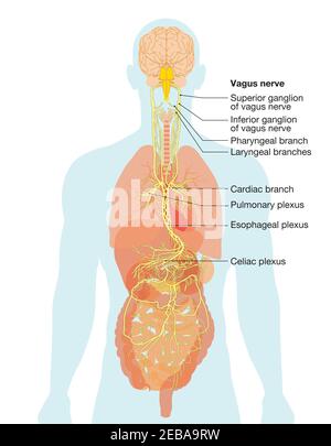 Illustrazione che mostra il cervello e il nervo vagus (Decimo nervo cranico o CN X) con organi umani Foto Stock