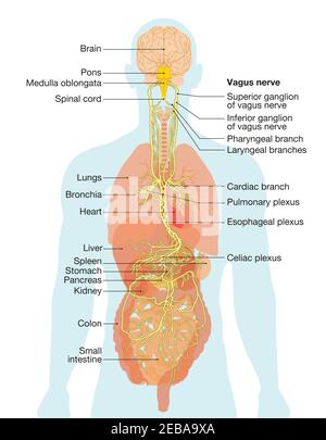 Illustrazione che mostra il cervello e il nervo vagus (Decimo nervo cranico o CN X) con organi umani Foto Stock