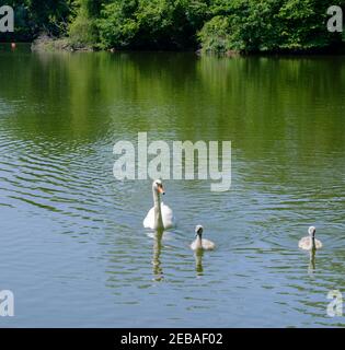 Un cigno muto adulto e due cigni giovani nuotano nel lago di Batchworth, nella riserva naturale di Rickmansworth Aquadrome Hertfordshire, Inghilterra. Foto Stock