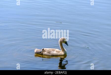 Un giovane cigno muto nuota sul lago di Batchworth, Rickmansworth Aquadrome riserva naturale Hertfordshire, Inghilterra. Foto Stock