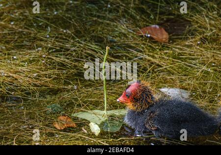 Il pulcino di Coot siede in acqua coperta con fogliame, erbacce ed erba alla riserva naturale di Batchworth Lake Rickmansworth Aquadrome Hertfordshire, Inghilterra. Foto Stock