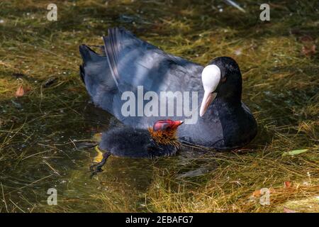 Piede adulto con pulcino di piede su acqua coperta con erbacce e erba a Batchworth lago Rickmansworth Aquadrome riserva naturale Hertfordshire, Inghilterra. Foto Stock