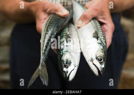 Primo piano di Fisherman Holding sgombro appena catturato Foto Stock