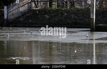 Londra, Regno Unito. 12 febbraio 2021 in slack water il Tamigi congela a Teddington Lock, Londra ovest, mentre le temperature rimangono intorno al congelamento. Andrew Fosker / Alamy Live News Foto Stock