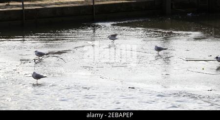 Londra, Regno Unito. 12 febbraio 2021 in slack water il Tamigi congela a Teddington Lock, Londra ovest, mentre le temperature rimangono intorno al congelamento. Andrew Fosker / Alamy Live News Foto Stock