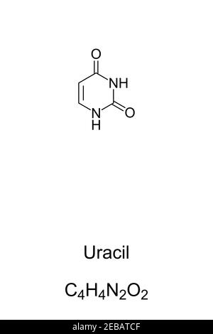 Uracile, U, formula chimica e struttura scheletrica. Nucleobasi e derivati di pirimidina, uno dei quattro nell'acido nucleico di RNA. Foto Stock