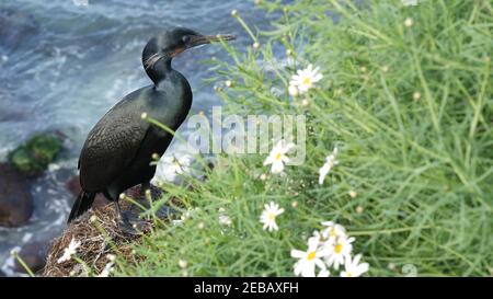 Cormorano a doppia cresta dopo la pesca nel verde. Uccello di mare con la fattura agganciata e l'occhio blu sulla scogliera vicino oceano pacifico che spruzzi le onde in habi naturali Foto Stock