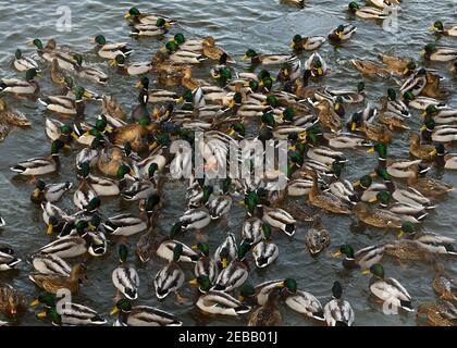 Nel fiume Nemunas, la Lituania è la più grande colonia di uccelli acquatici, cigni, anatre e altri uccelli acquatici. Foto Stock