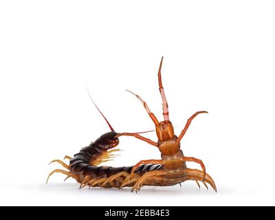 Adulto cinese rosso-testa centipede aka Scolopendra subspinipes mutilans. Isolato su sfondo bianco. In posizione di difesa. Foto Stock