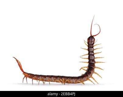 Adulto cinese rosso-testa centipede aka Scolopendra subspinipes mutilans. Isolato su sfondo bianco. Vista laterale, testa in alto. Foto Stock