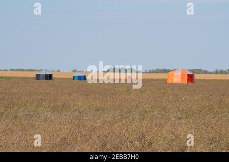 Le tende delle api forniscono l'habitat ideale per le api da taglio a foglia che poliniano i fiori femminili della canola per produrre semi ibridi. R.M. di Churchbridge, Saskatchewan Foto Stock