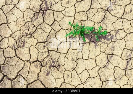 Piante verdi che crescono in terra desolata essiccata. Piante crescono su aree asciutte. Terra desolata con erba piccola dall'alto. Pianta su struttura di su cracked asciutto Foto Stock
