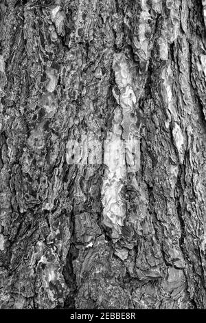 Un primo piano bianco e nero di albero che mostra tutti i contorni e le creste knarly nella corteccia. Foto Stock