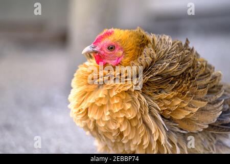 Bel pollo in allevamento di pollame. Giovane gallina rossa. Un pollo marrone a selezione libera. Foto Stock