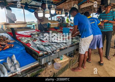 I pescatori mostrano le catture di mattina, sotto copertura dal caldo di mezzogiorno, al mercato locale del pesce a Galle, sulla costa sud-occidentale dello Sri Lanka Foto Stock