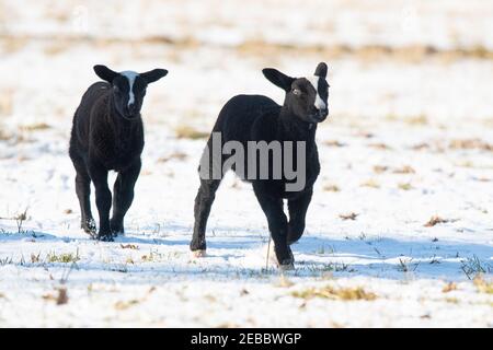 Killearn, Stirling, Scozia, Regno Unito. 12 Feb 2021. UK Weather - due nero Zwartbles agnelli nella neve al sole in Killearn Credit: Kay Roxby/Alamy Live News Foto Stock