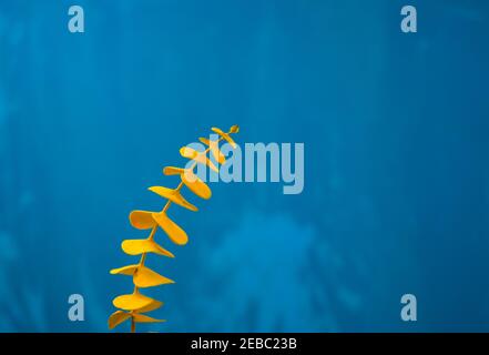 Composizione in primo piano e decentrata del ramo di foglia di eucalipto giallo con fondo a grunge blu. Rivestimento di colore acrilico su foglie naturali botanica. Foto Stock