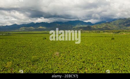 Drone aereo della piantagione di Banana che mostra le molte grandi foglie verdi di piante di banana. Filippine, Mindanao. Foto Stock