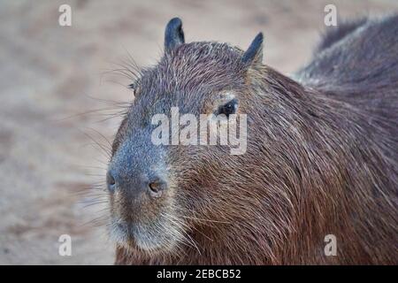 Ritratto di Capybara, Hydrochoerus hydrochaeris, il più grande roditore vivente del mondo, è un roditore gigante di cavia nativo del Sud America. Pantanal lungo t Foto Stock