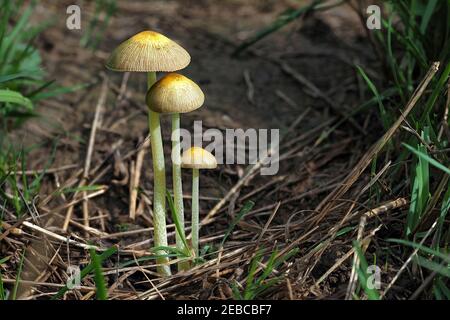 Bolbitius titubans, è una specie diffusa di funghi non commestibili che si trova in America e in Europa. , una foto di intriposo Foto Stock