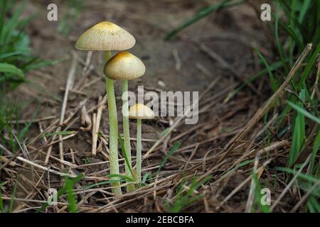 Bolbitius titubans, è una specie diffusa di funghi non commestibili che si trova in America e in Europa. , una foto di intriposo Foto Stock