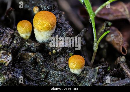 Il Crucibulum è un genere delle Nidulariaceae, una famiglia di funghi i cui corpi fruttiferi assomigliano a piccoli nidi di uccelli ripieni di uova. , una foto di intriposo Foto Stock