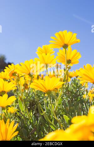 I fiori gialli luminosi di uno Skaapbos schrub, Tripteris Oppositifolia, come visto dal basso, nella Riserva Naturale di Goegap, Sudafrica Foto Stock