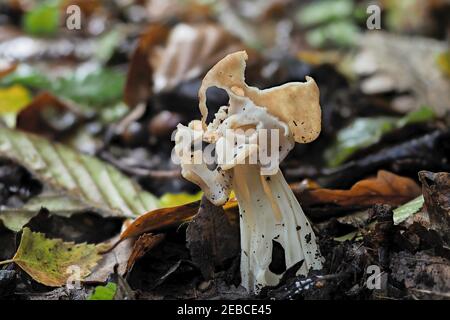 La sella bianca (Helvella crisspa) è un fungo commestibile , una foto intrestante Foto Stock