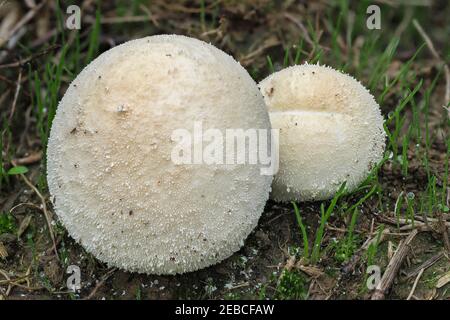 Lycoperdon Pratense, comunemente noto come palla di fiuto di prato, è un tipo di fungo di palla di fiuto nel genere Lycoperdon. , una foto di intriposo Foto Stock