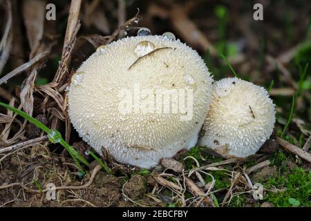 Lycoperdon Pratense, comunemente noto come palla di fiuto di prato, è un tipo di fungo di palla di fiuto nel genere Lycoperdon. , una foto di intriposo Foto Stock