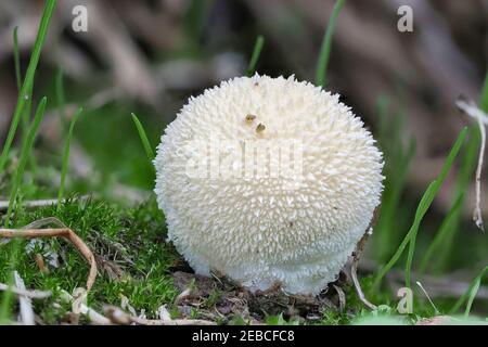 Lycoperdon Pratense, comunemente noto come palla di fiuto di prato, è un tipo di fungo di palla di fiuto nel genere Lycoperdon. , una foto di intriposo Foto Stock