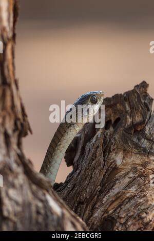 Boomslang, Dispholidus typus, femmina, sul tronco di mopane, Colophospermum mopane, distretto di Shingwedzi, Parco Nazionale Kruger, Sudafrica Foto Stock