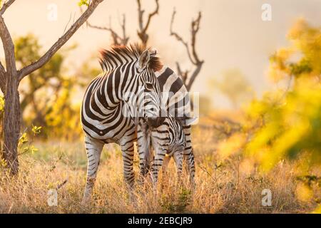 Zebra di Burchell, Equus burchelli, madre e bambino succhiante, zona di Berg-en-dal, distretto di Malelane, Parco Nazionale Kruger, Sudafrica Foto Stock
