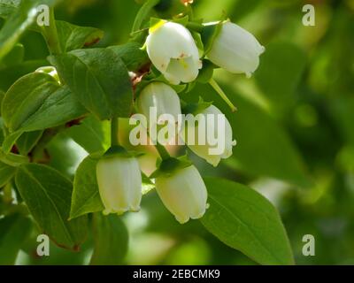 Piuttosto piccoli fiori bianchi e foglie verdi su una macchia di mirtillo, Vaccinium, in primavera Foto Stock