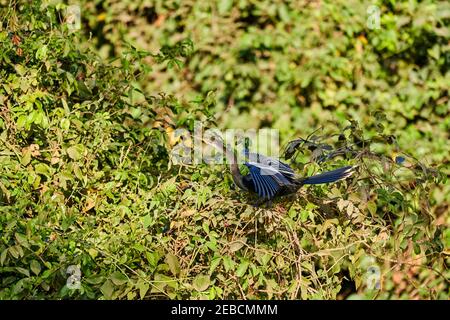 Uccelli esotici del Pantanal. L'anhinga, Anhinga anhinga, anche serpente, darter, darter americano, o tacchino d'acqua, appollaiato nei cespugli lungo il Foto Stock