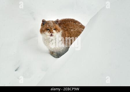 Non esclusivo: HAVRYLIVKA, UCRAINA - 12 FEBBRAIO 2021 - UN gatto rosso è raffigurato nella neve, Havrylivka villaggio, Regione di Kiev, Ucraina settentrionale. Foto Stock