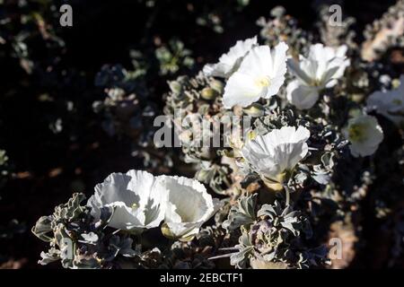 Grandi fiori bianchi del Sarcocaulon Geraniaceae, conosciuto anche come la candela del Bashman; Foto Stock