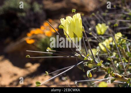 Il delicato grande fiore giallo del Sarcocaulon Crassicaule, noto come la candela del Bushman, circondato dalle sue grandi spine Foto Stock