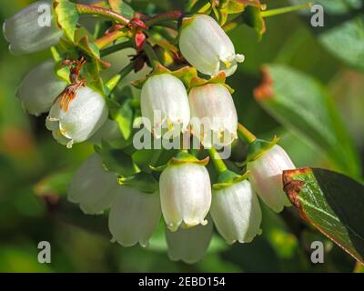 Piuttosto piccoli fiori bianchi e foglie verdi su una macchia di mirtillo, Vaccinium, in primavera Foto Stock