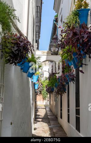 Cordova, Spagna - 30 gennaio 2021: Vicolo stretto fiancheggiato da vasi colorati e piante nel centro storico della città di Cordova Foto Stock