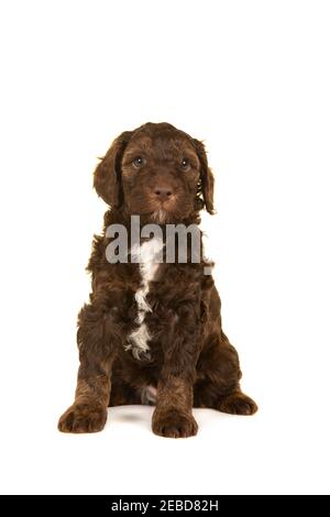 Carino marrone labradoodle cucciolo seduto isolato su uno sfondo bianco guardando la fotocamera Foto Stock